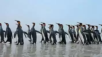 Südgeorgien und südliche Sandwichinseln