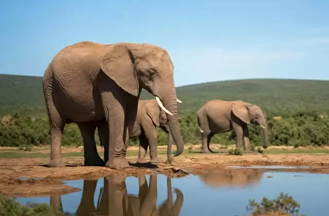 In Addo Elephant Park