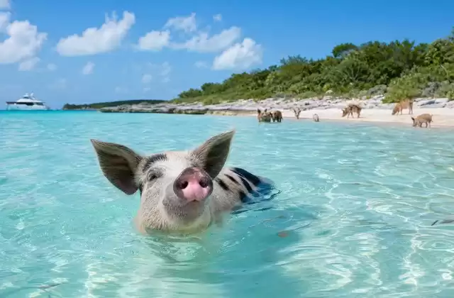In den Bahamas