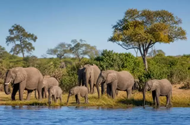 Chobe-Nationalpark