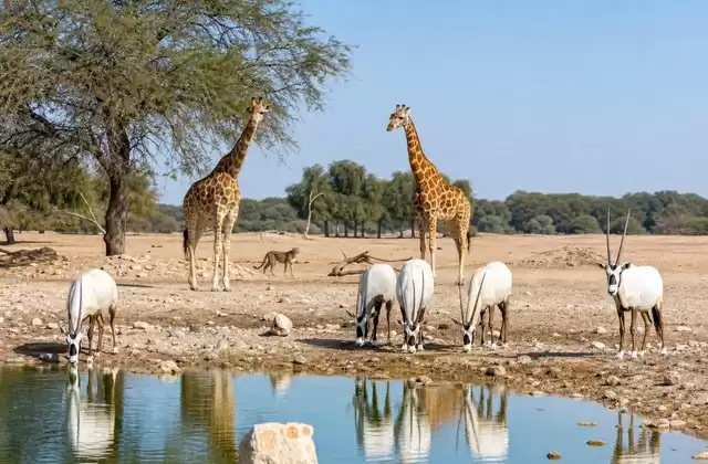 Auf Sir Bani Yas