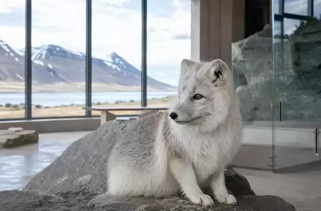 In Ísafjörður