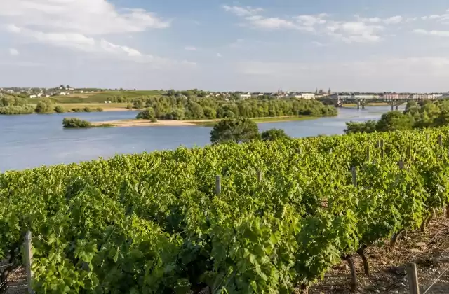 Das Weinbaugebiet um Nantes