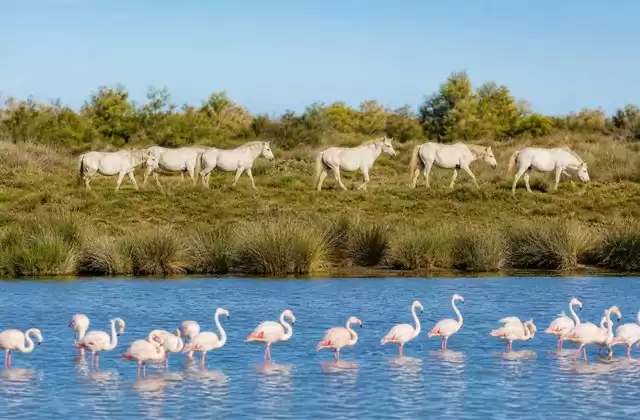 In der Camargue