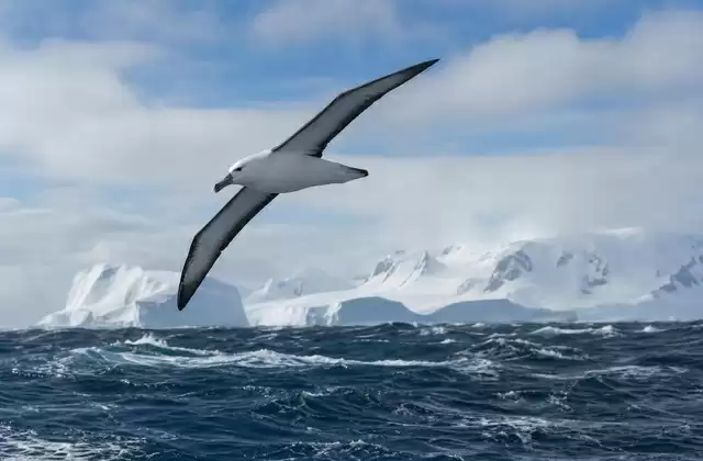 Die Drake-Passage und der Antarktische Zirkumpolarstrom