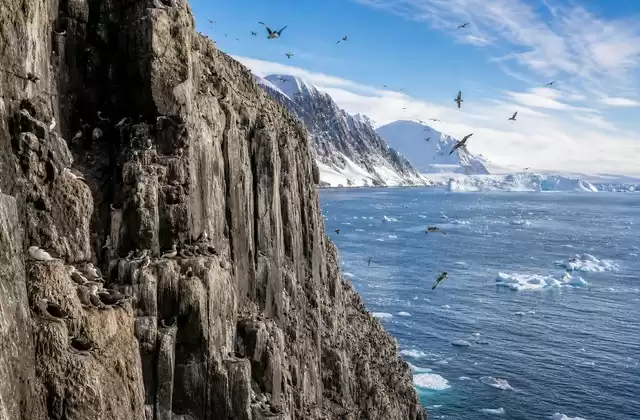 Die Vogelfelsen von Alkefjellet