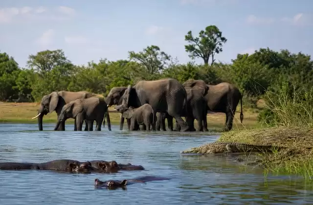 Bootssafari auf dem Chobe
