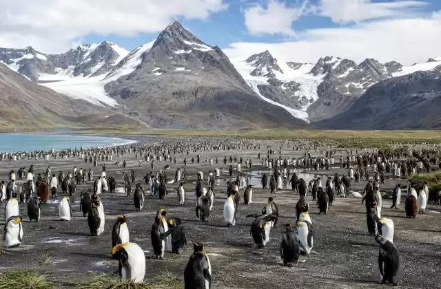 Salisbury Plain und ihre Königspinguine