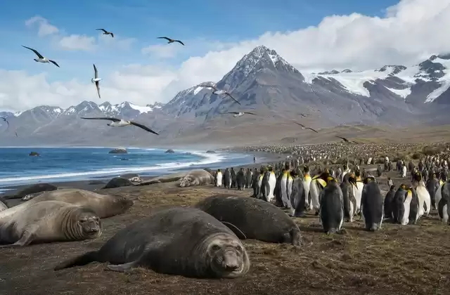 St Andrews Bay: Tierwelt in überwältigender Fülle