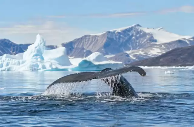 Wale und arktische Fauna beobachten