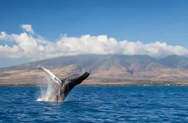 Mā‘alaea