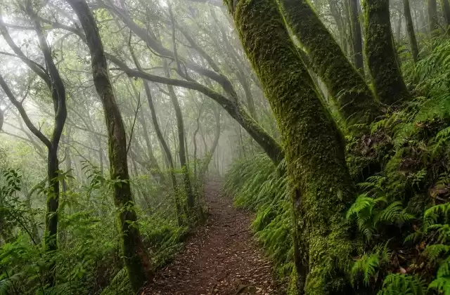 La Gomera (San Sebastian)