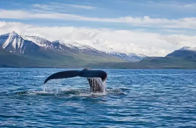 Walbeobachtung im Eyjafjörður