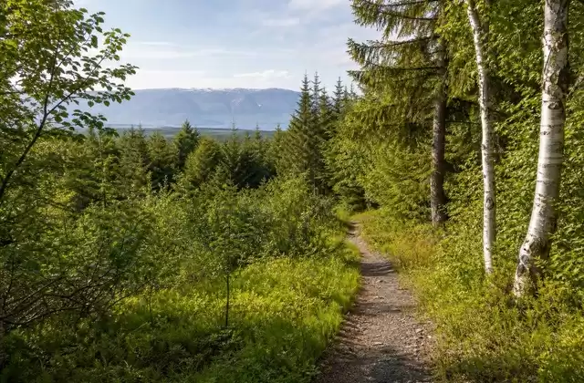 Wandern im Wald von Kjarnaskógur