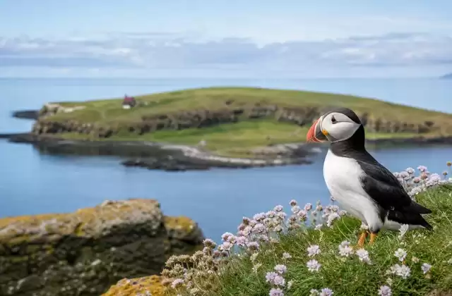 Insel Vigur und Papageitaucher