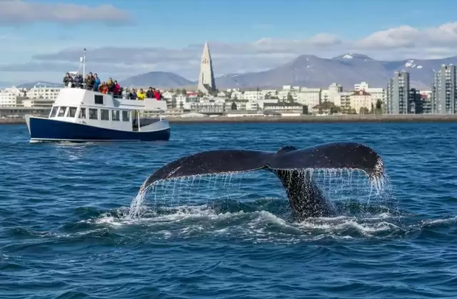Walbeobachtung ab dem Alten Hafen