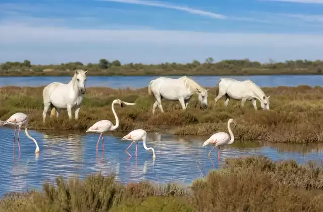 Ein Ausflug von Arles in die Camargue